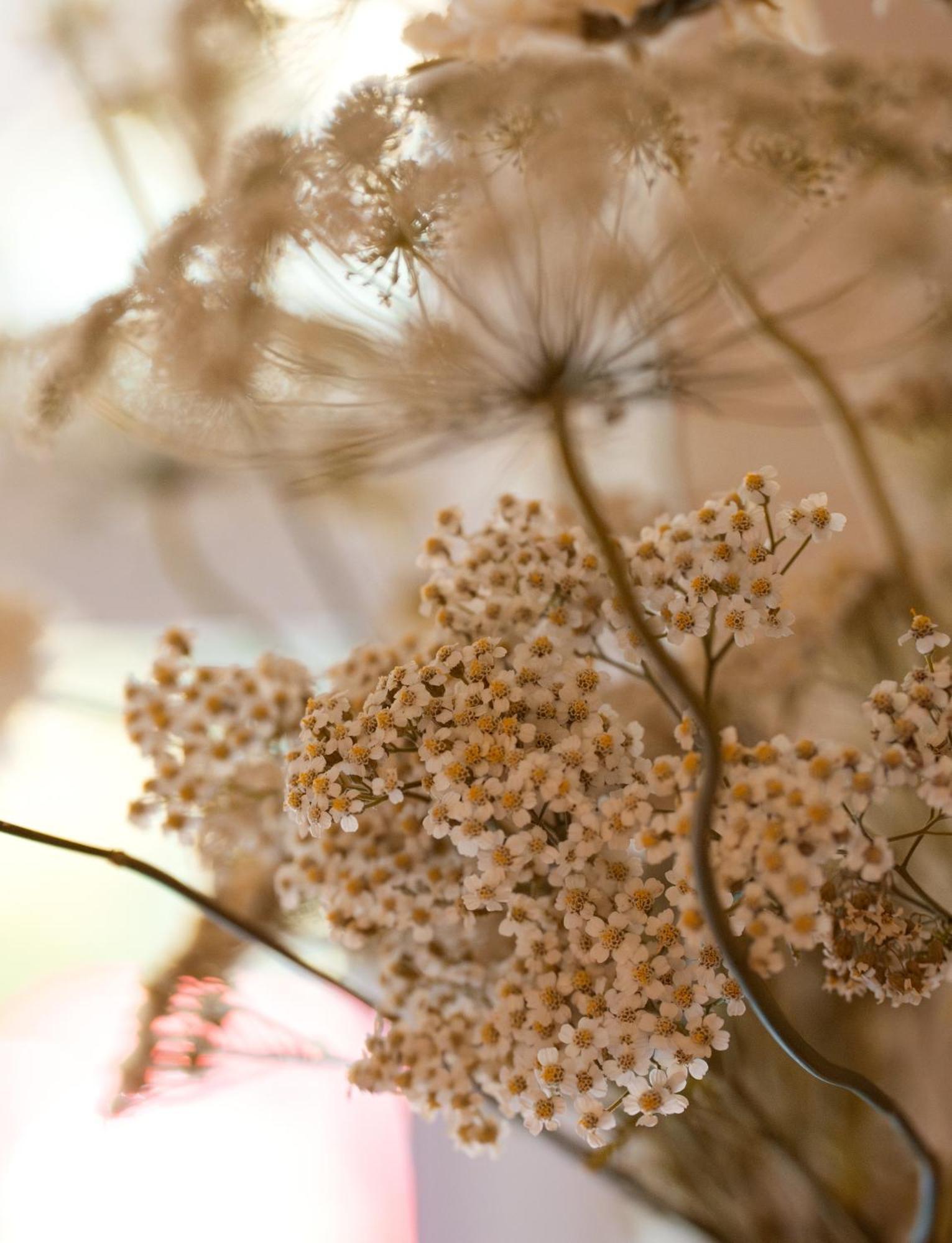 Leighton House - Boutique Guesthouse Bath Luaran gambar Dried chamomile flowers